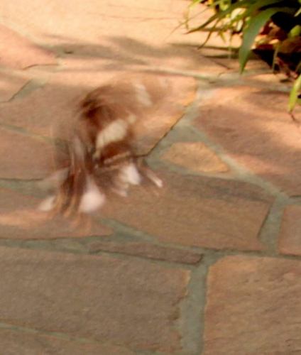 Dansende vlinders