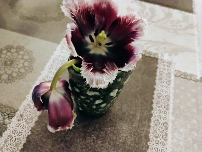 Experimentje met tulpen
