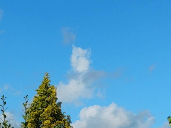 Het is me er eendje