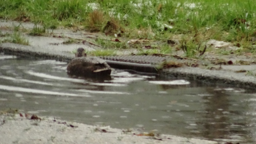 Hoe weet je dat er te veel water in de goot staat?