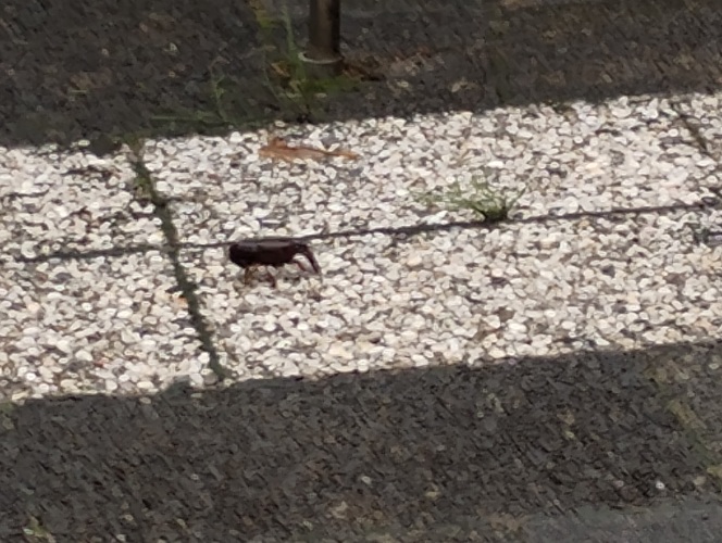 Rivierkreeft in de tuin