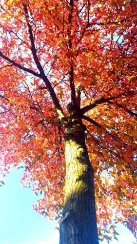 Boom in herfstkleuren