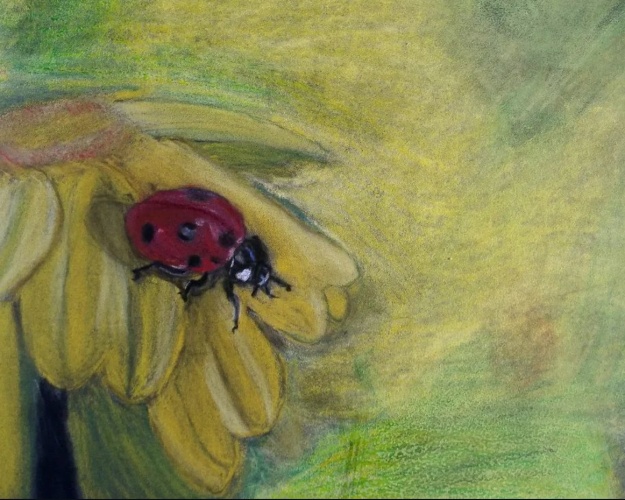 Lieveheersbeestje op bloem