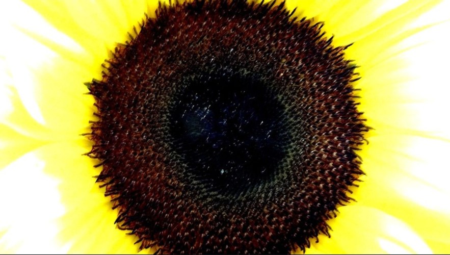 Een beetje zon(nebloem)