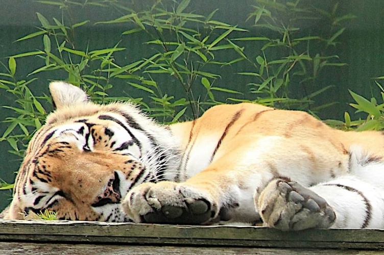Siberische tijgers vanuit Anna Palowna naar Kazachstan