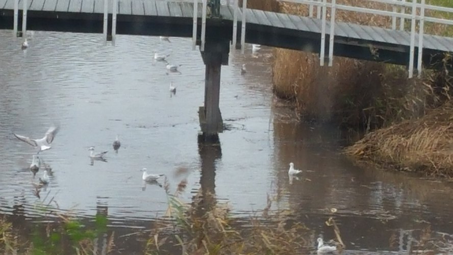 Alternatief zwanenmeer