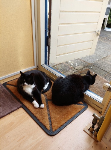 Een paar kattenfoto's