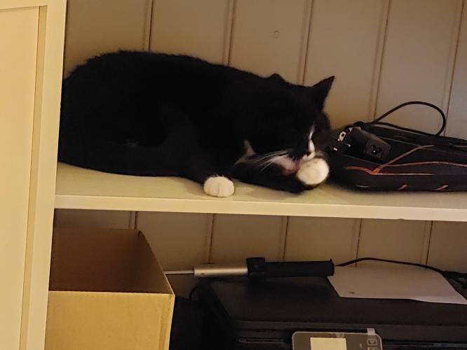 Nieuwe plek voor de kat 