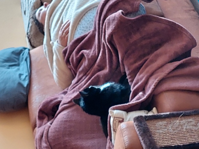 Onze katten en onze ziektedagen