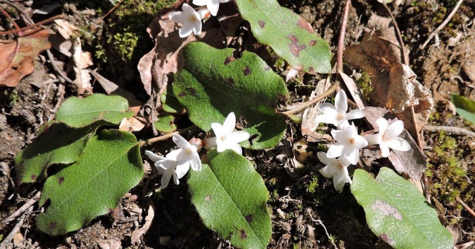 Trailing Arbutus - Plymouth's Mayflower