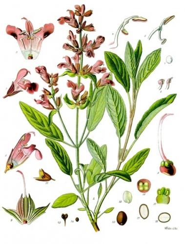  Salvia officinalis