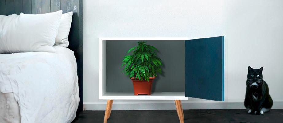 Autoflower Seeds | Buy Autoflower Weeds Seeds Online - Herbies