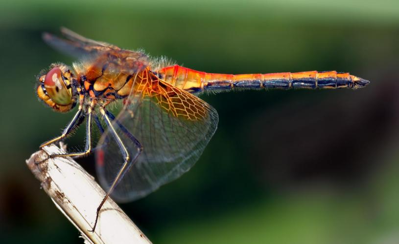  Image: Yellow-winged Darter - British Dragonfly Society