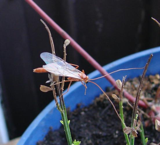  Ophion luteus - Wikipedia