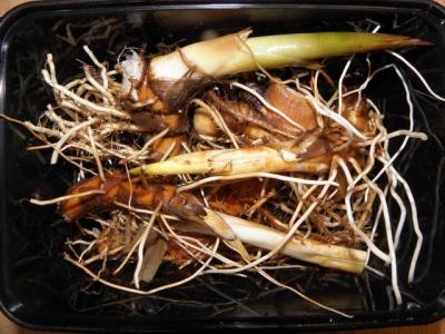  Lisdodde - Wildpluk wiki