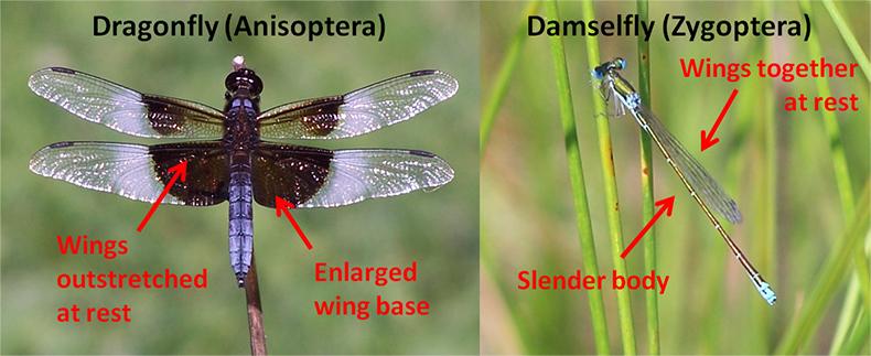  Dragonflies and Damselflies - OVLC