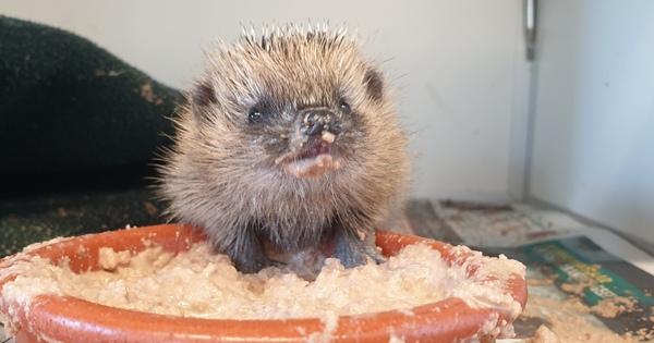  Help benauwde dieren!