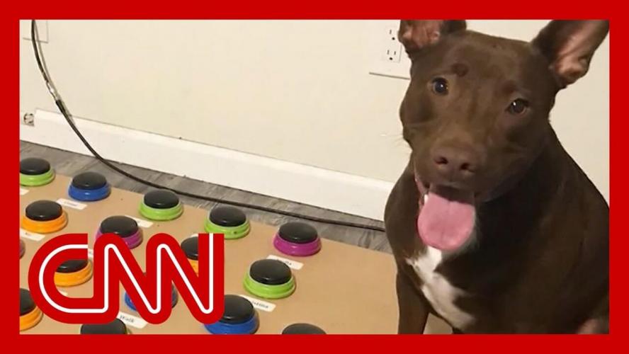  #GNvdD: Hond Stella praat met baasjes via geluidsbord