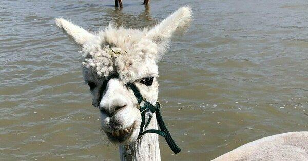 Help onze rescue alpacas