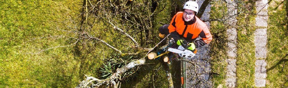  Bomen kappen broedseizoen 2021 | Mag wel? | Boetes?