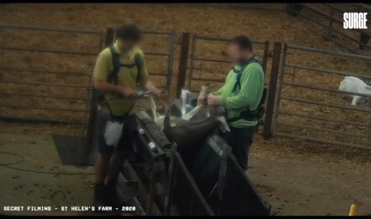  St Helen’s Farm investigates supplier after animal abuse claims