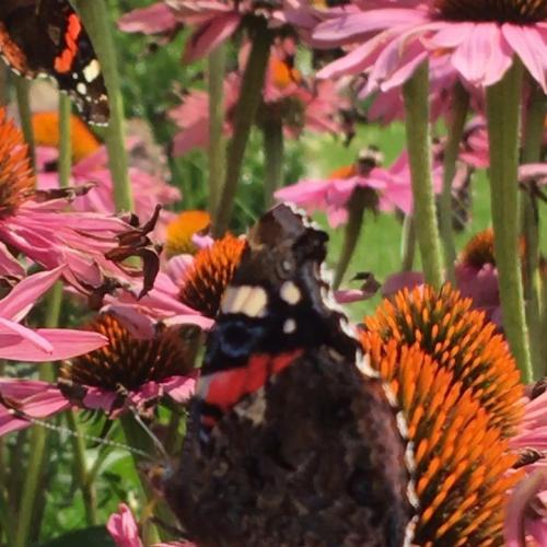  heidi pype on Instagram: “My own garden of Eden... #gardenofeden #butterfly #lovesummer”