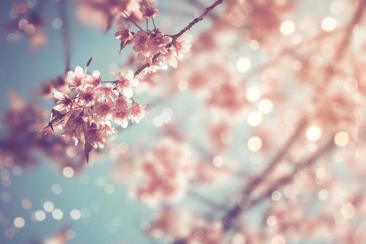  How to Write a Haiku in 4 Easy Steps - 2021 - MasterClass