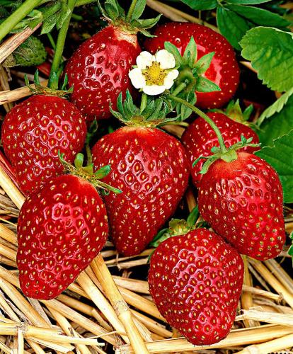  Aardbei 'Korona' (Fragaria × ananassa 'Korona') | MijnTuin.org