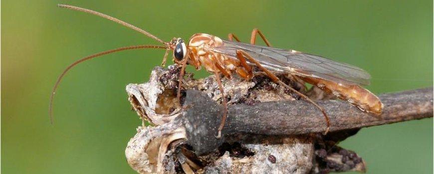  Nature Today | Uilenrovers op pad