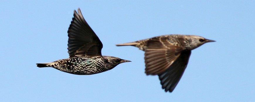  Nature Today | Waarom zwermende spreeuwen niet botsen