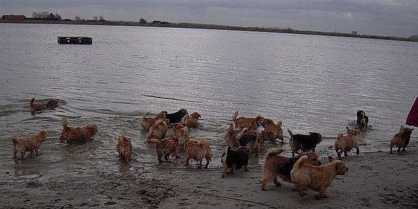 Norfolk Terrier