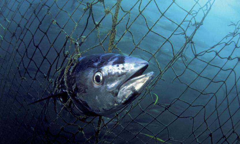  Hoe redden we de biodiversiteit (en dus onszelf)? - OneWorld
