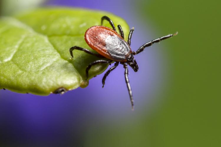  Teek onderzoeken op Lyme of co-infecties?
