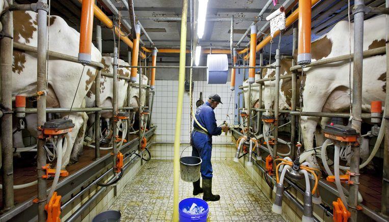  Toekomstbeeld FrieslandCampina: de Nederlandse turbokoe zal nóg meer melk gaan geven