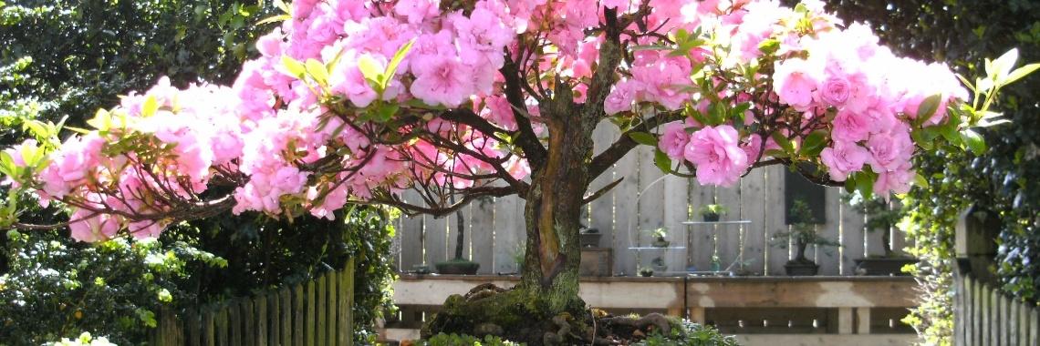  Azalea Bonsai