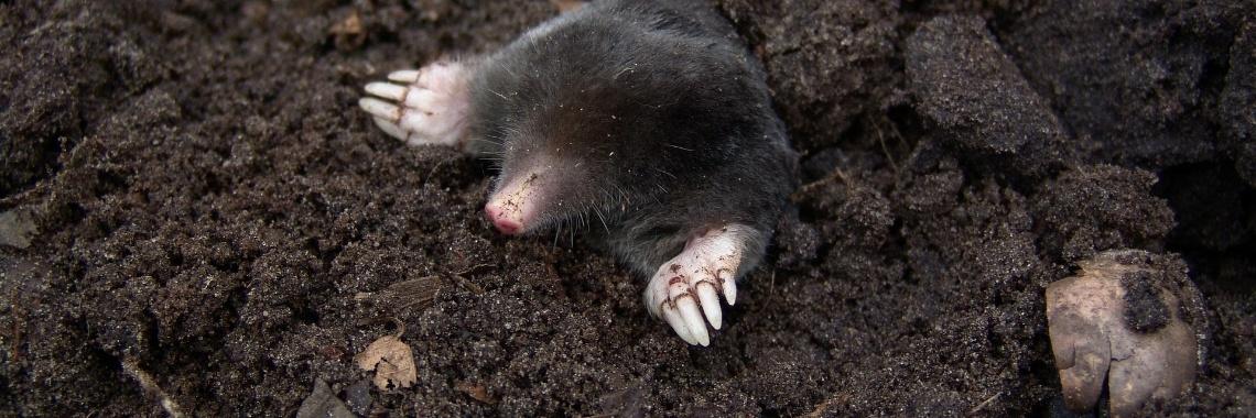  De mol is al bekend, breaking news 2020