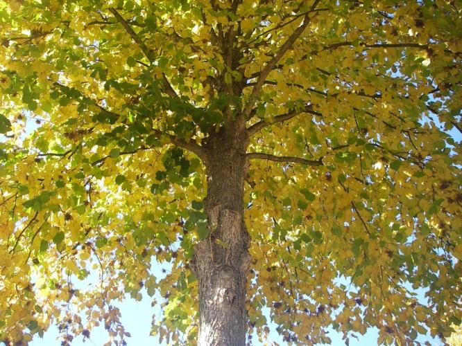 Herfst | Foto overzicht | Ingrid Tips en meer