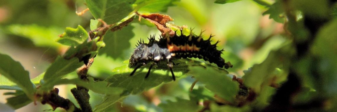  Het nuttige monstertje.