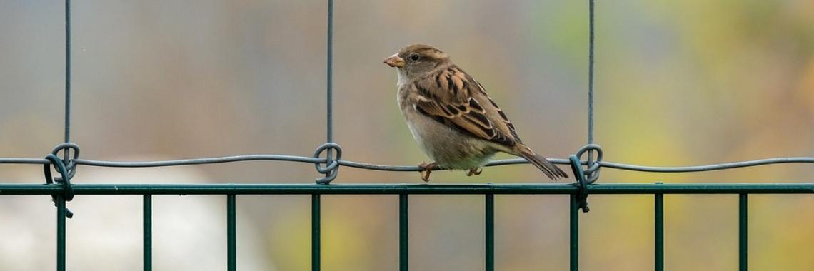 Meer gehaakte vogels