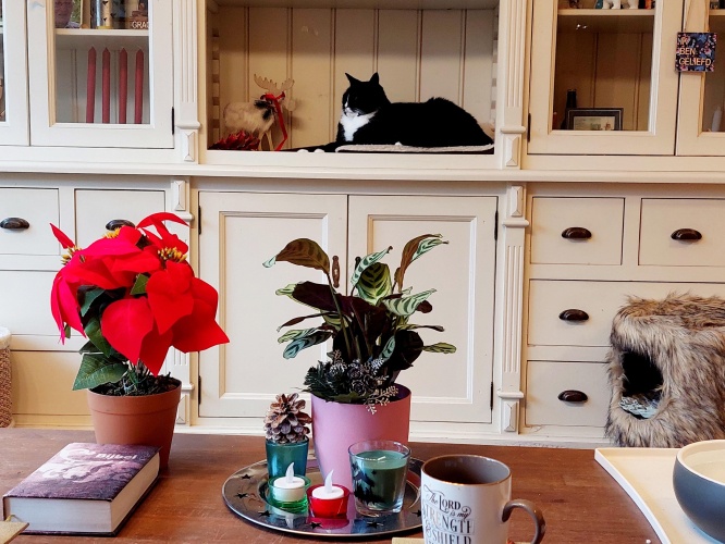 Ook de katten wensen je een vrolijk Kerstfeest!