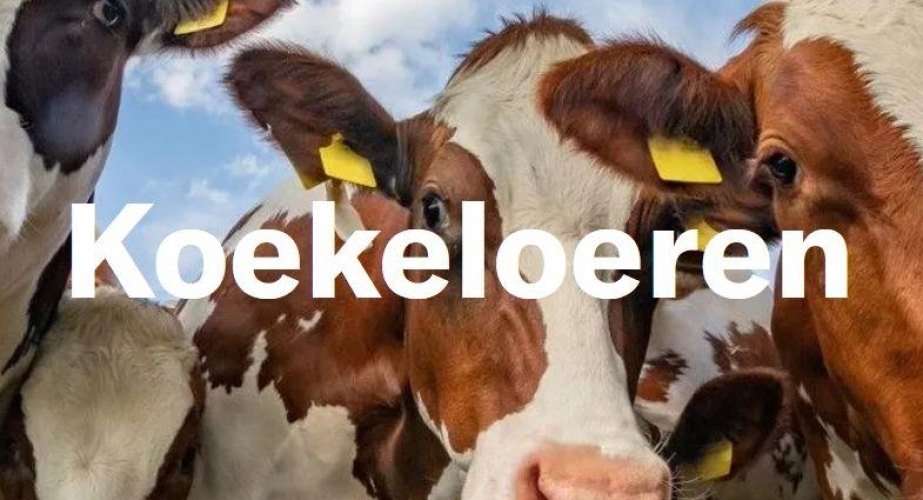 Cursus Koekeloeren