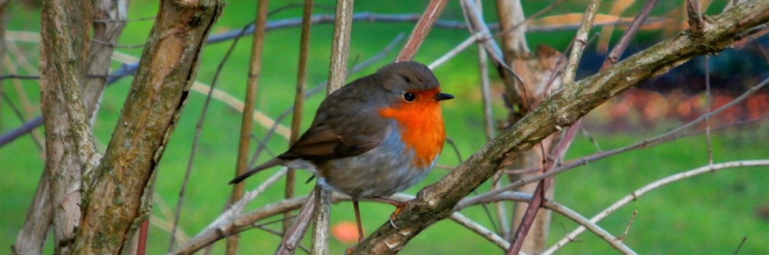 10 weetjes over het roodborstje, vaste bezoeker in mijn wintertuin.