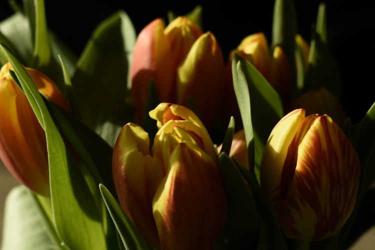 18 weetjes over tulpen