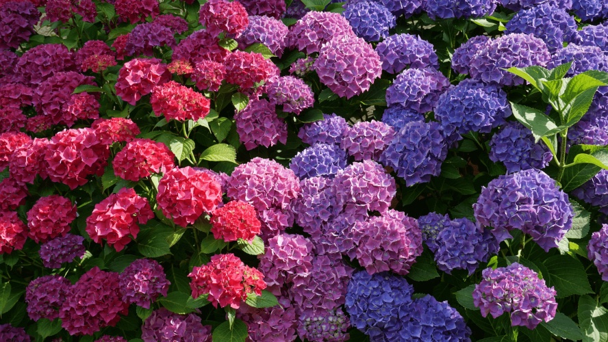 Essentiële Verzorging van Hortensia's: Snoeien, Ziektebestrijding en Winterbescherming