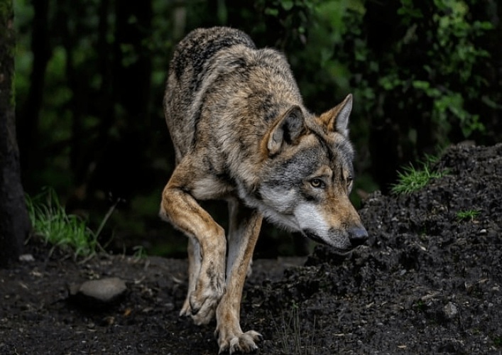 Framing van wilde dieren: de wolf in een hokje geplaatst