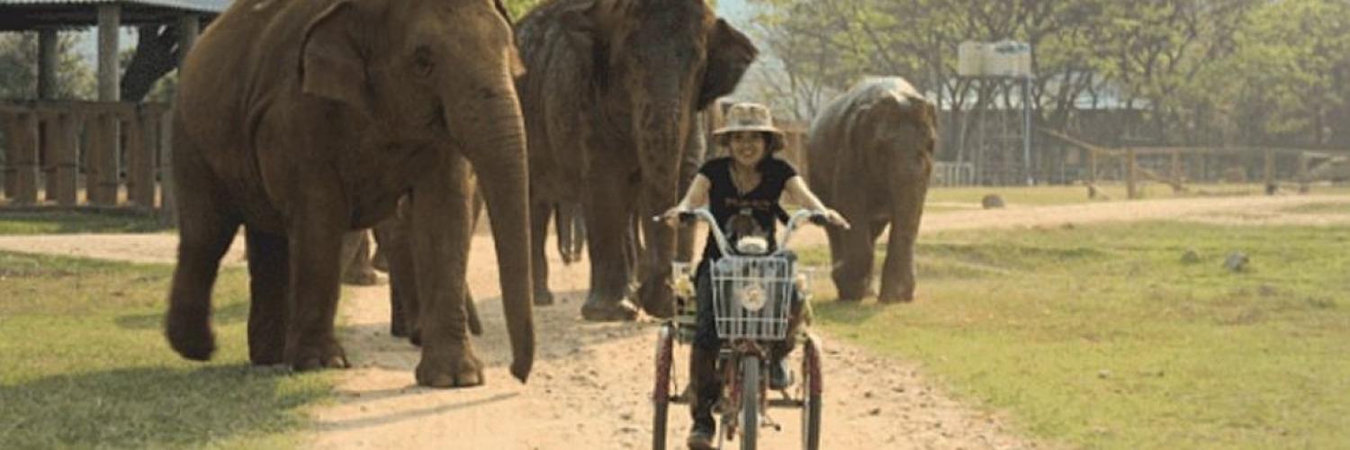 Elephant Mother