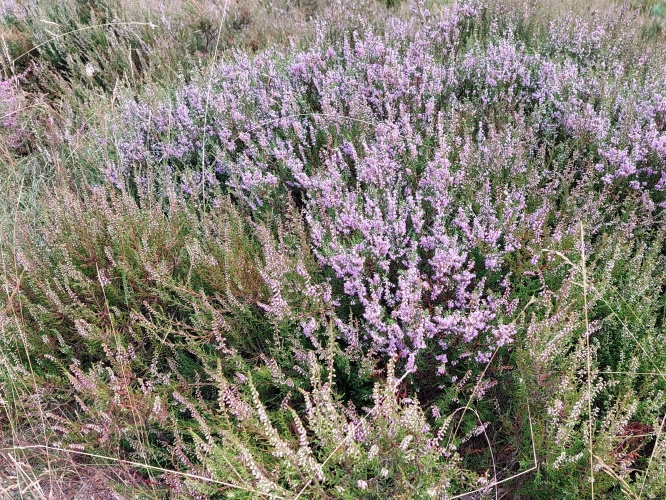 Zomerse heidevelden op de foto
