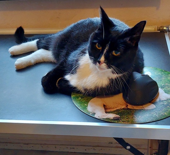Mickey is muisstil