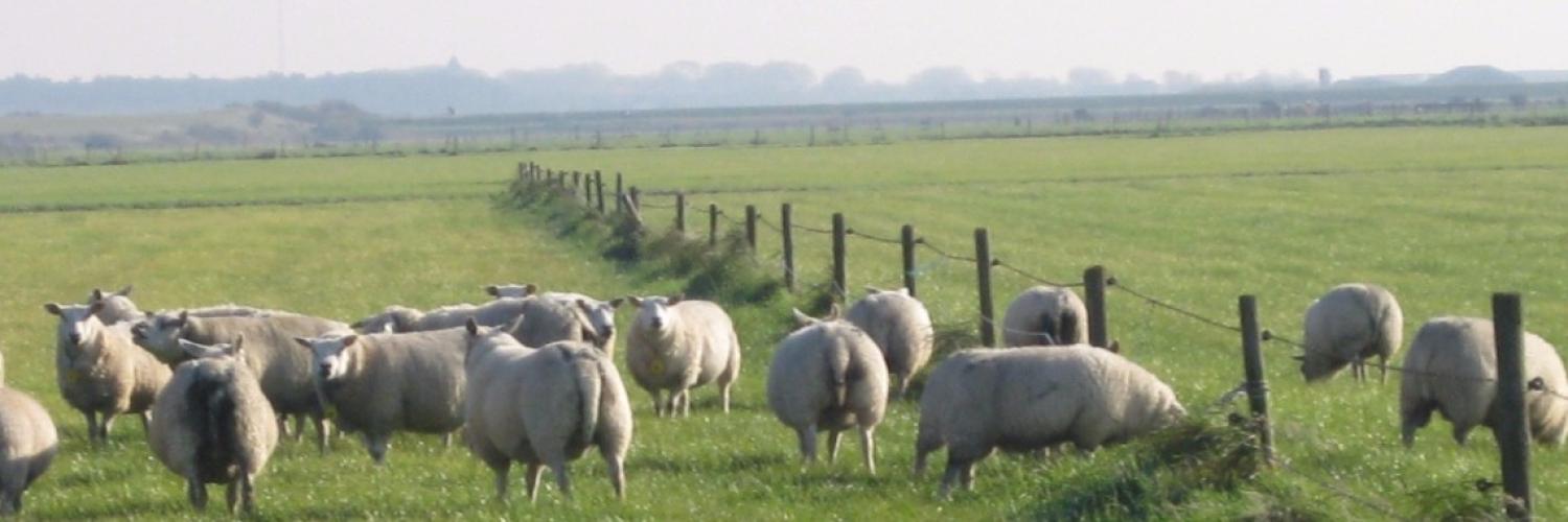 Zoektocht naar de Herder (Getuigenis van Gods aanwezigheid)