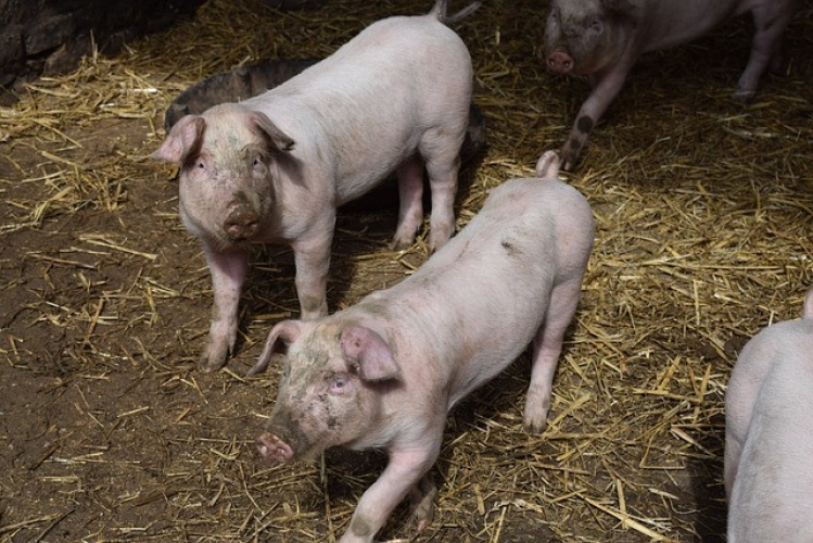 Couperen van varkensstaarten moet nu stoppen
